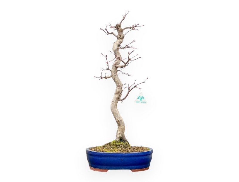 Acer Palmatum Viridis - Arce - 61 cm