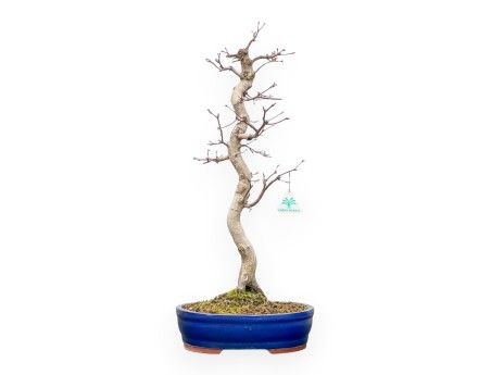Acer Palmatum Viridis - Érable - 61 cm