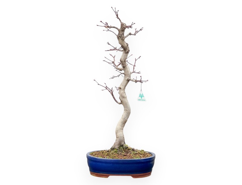 Acer Palmatum Viridis - Acero - 61 cm