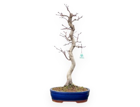 Acer Palmatum Viridis - Maple - 61 cm