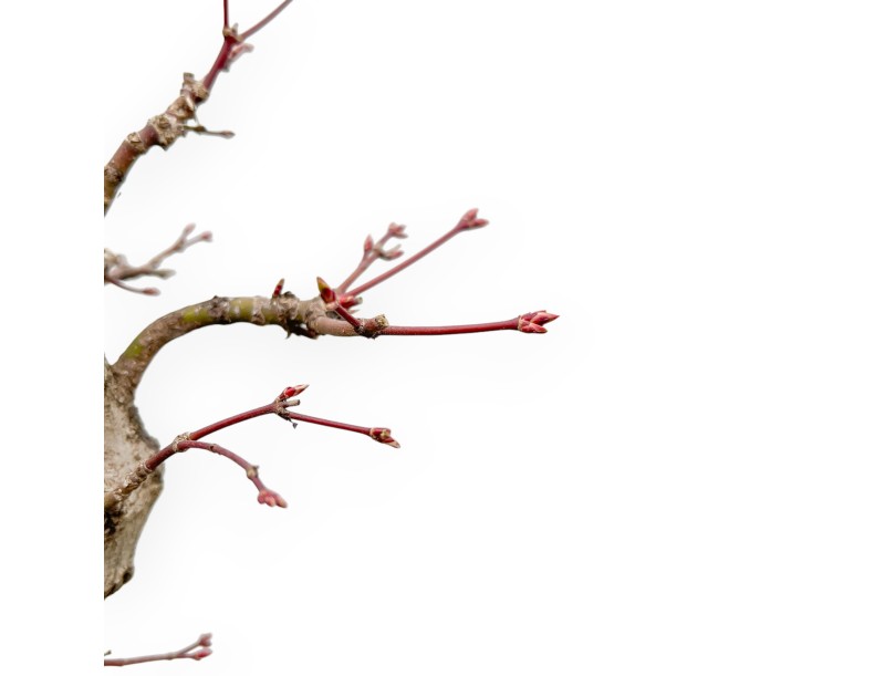 Acer Palmatum Viridis - Ahorne - 61 cm