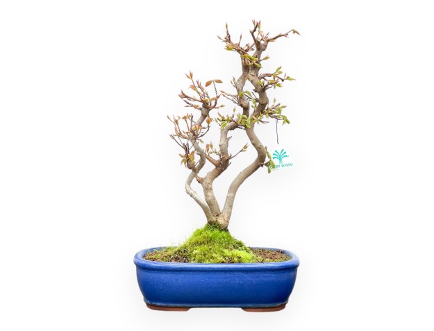 Acer Buergerianum - Esdoorn - 41 cm