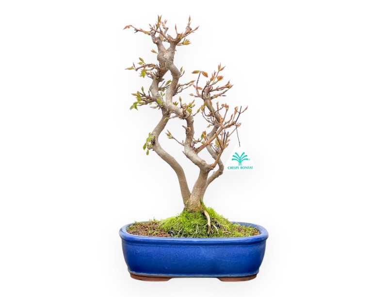 Acer Buergerianum - Arce - 41 cm