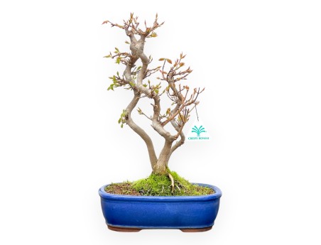 Acer Buergerianum - Ahorne - 41 cm