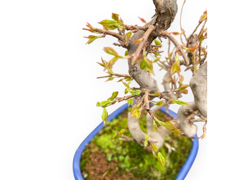 Acer Buergerianum - Ahorne - 41 cm