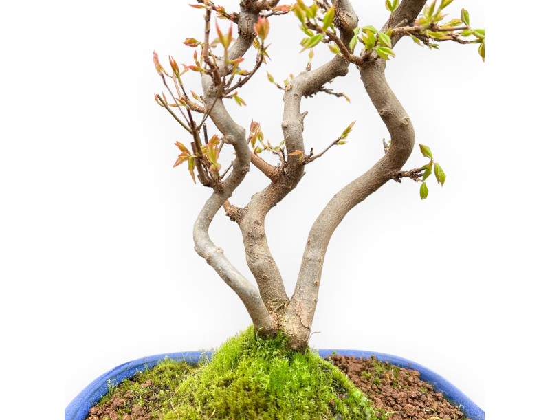 Acer Buergerianum - Arce - 41 cm