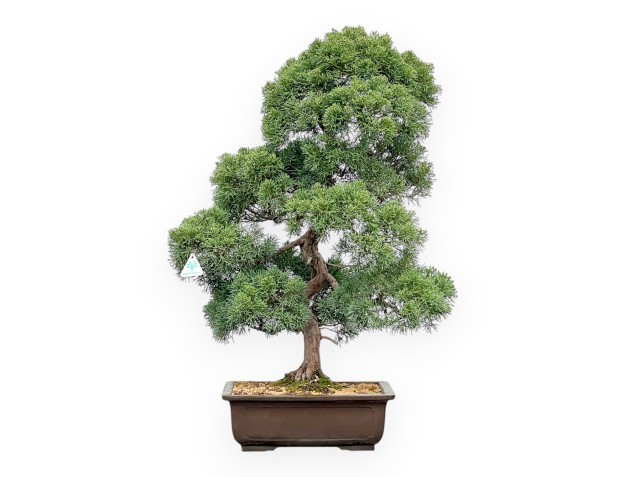 Juniperus Chinensis - Enebro - 80 cm