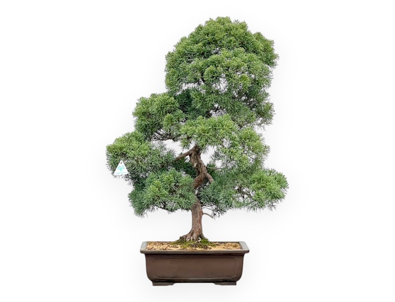 Juniperus Chinensis - Wacholder - 80 cm