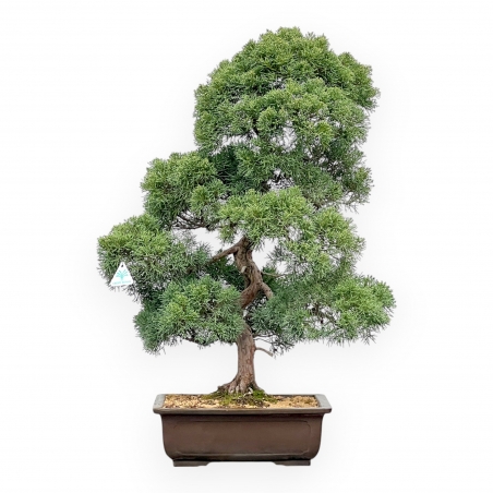 Juniperus Chinensis - Wacholder - 80 cm