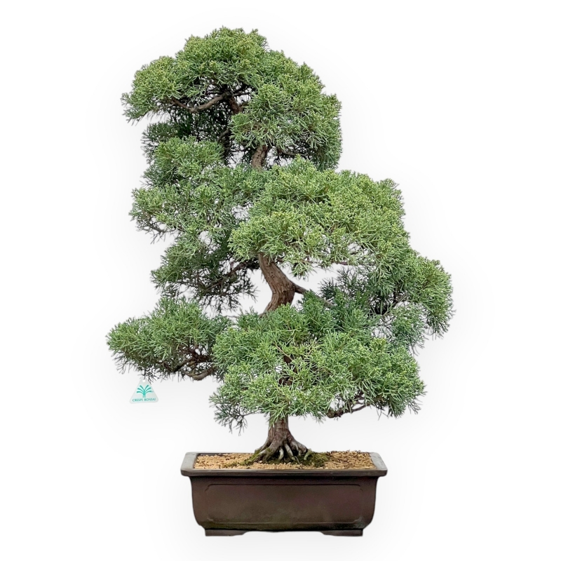 Juniperus Chinensis - Wacholder - 80 cm