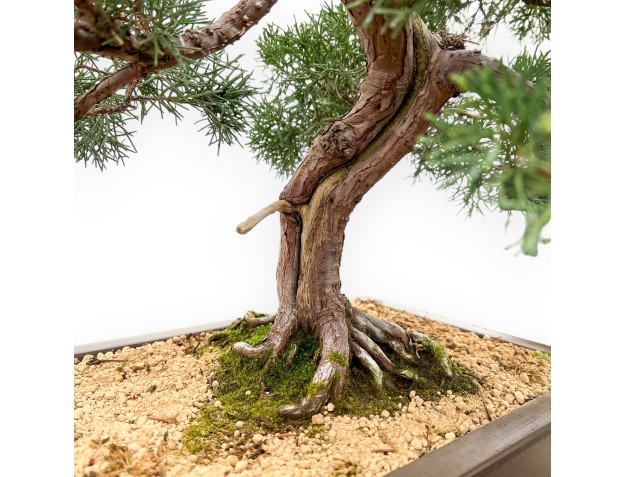Juniperus Chinensis - Juniper - 80 cm 2