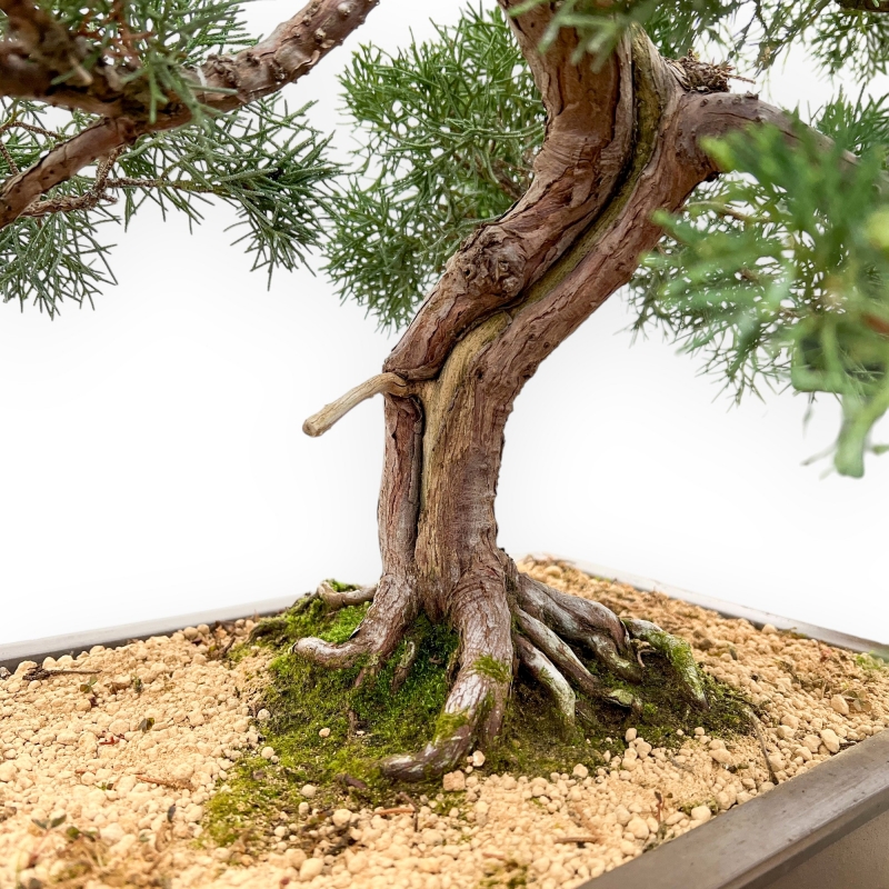 Juniperus Chinensis - Enebro - 80 cm