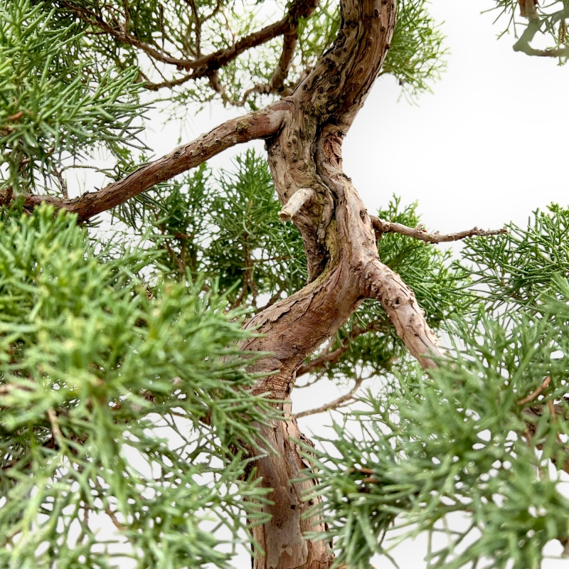 Juniperus Chinensis - Ginepro - 80 cm