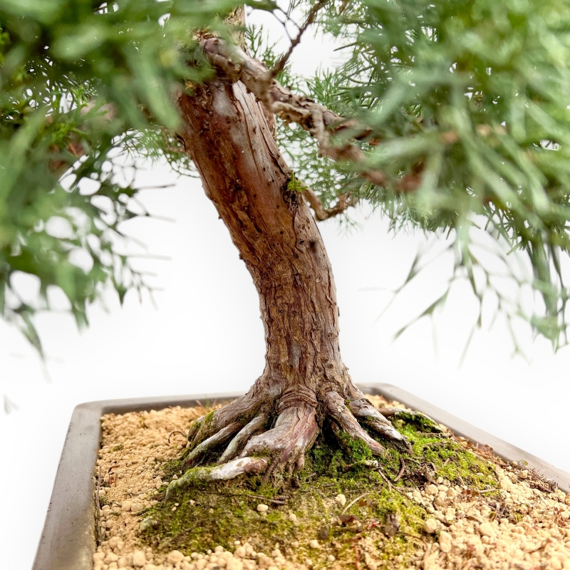 Juniperus Chinensis - Ginepro - 80 cm