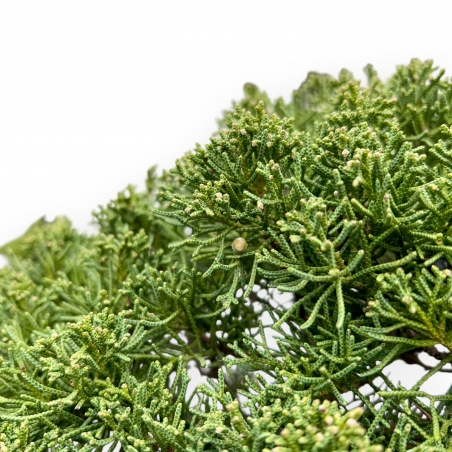 Juniperus Chinensis - Enebro - 80 cm