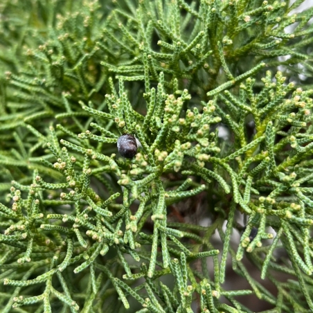 Juniperus Chinensis - Enebro - 80 cm