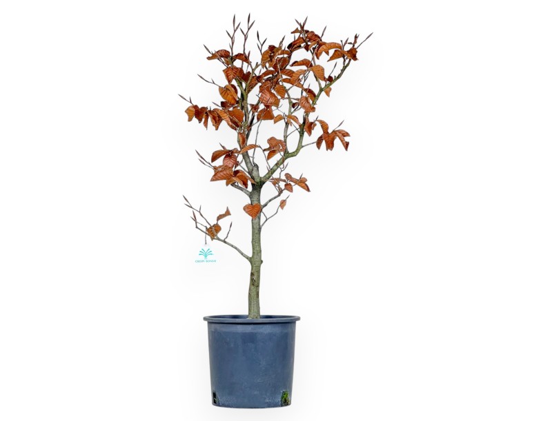 Fagus - Beech - 72 cm