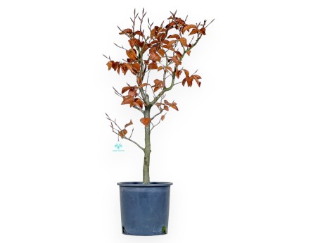 Fagus - Beech - 72 cm