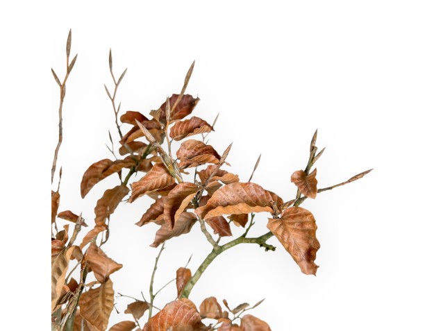 Fagus - Hêtre - 72 cm 2
