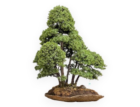 Juniperus Rigida - Juniper - 104 cm