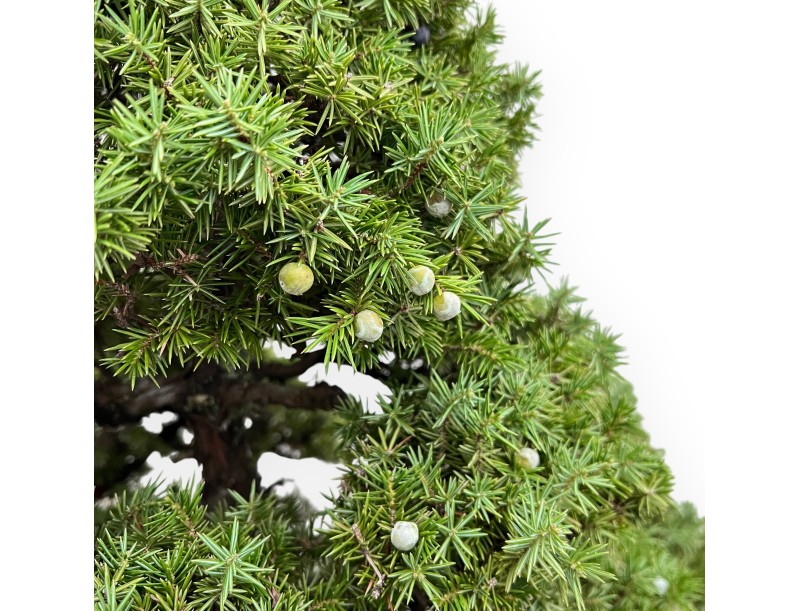 Juniperus Rigida - Genévrier - 104 cm