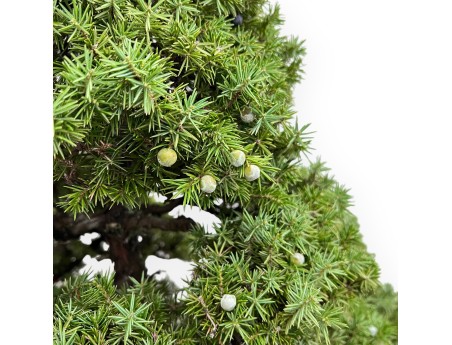 Juniperus Rigida - Juniper - 104 cm