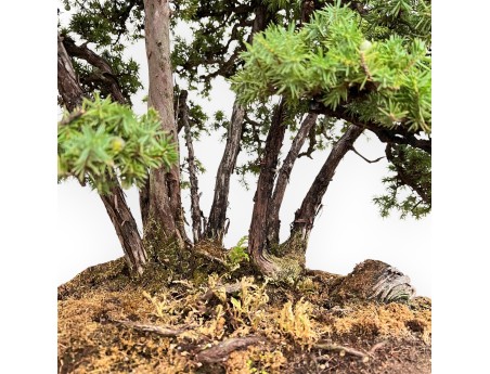 Juniperus Rigida - Juniper - 104 cm