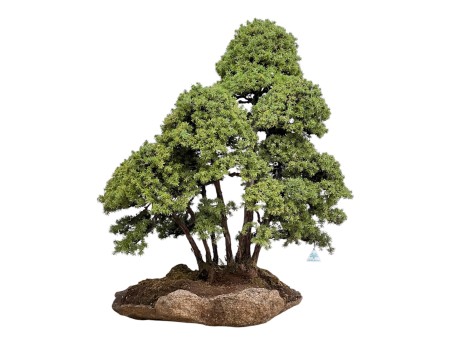 Juniperus Rigida - Wacholder - 104 cm