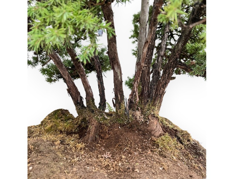 Juniperus Rigida - Enebro - 104 cm