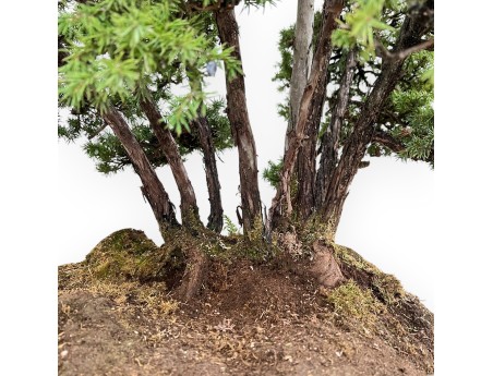 Juniperus Rigida - Juniper - 104 cm