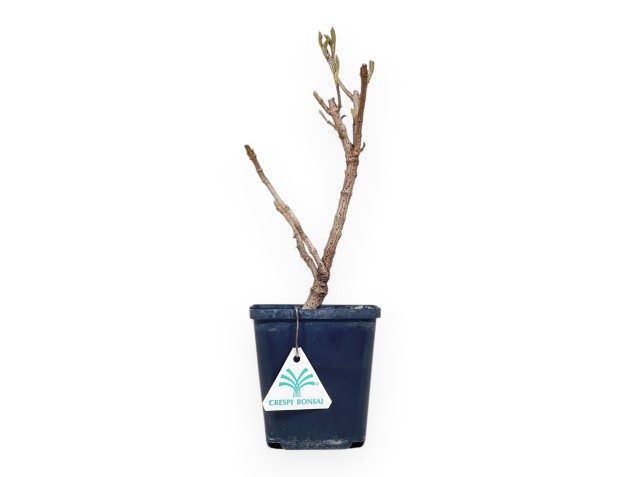 Viburnum - Viburno - 30 cm