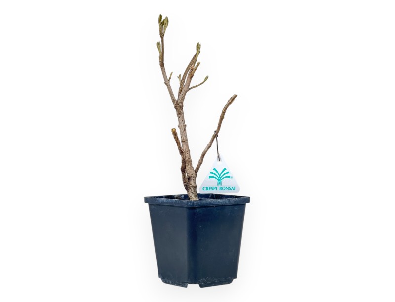 Viburnum - Viburnum - 30 cm