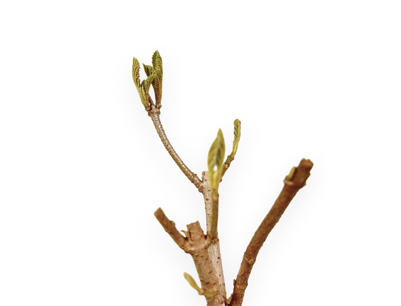 Viburnum - Viburnum - 30 cm