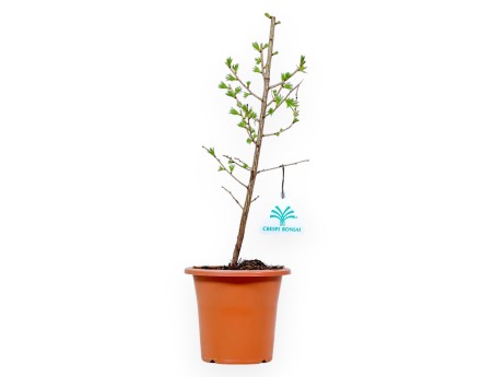 Larix Decidua - Larice - 35 cm