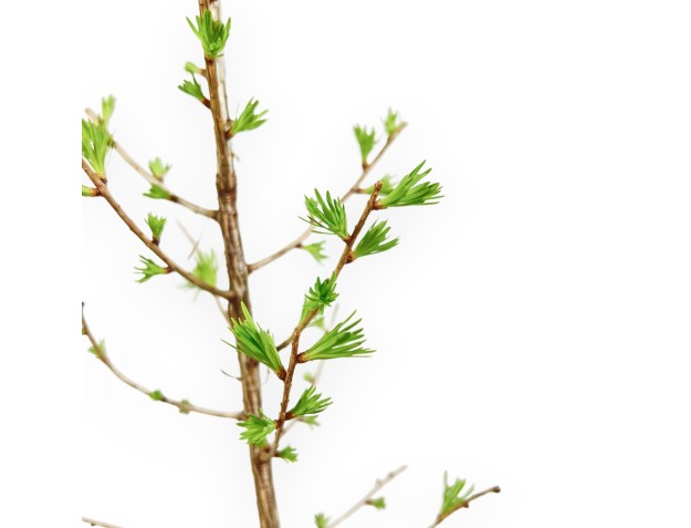 Larix Decidua - Mélèze - 35 cm 2