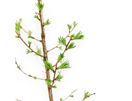 Larix Decidua - Larice - 35 cm
