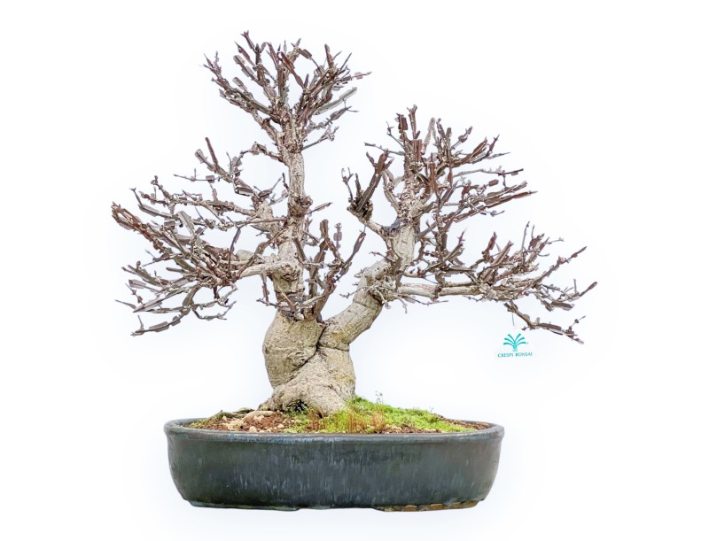 Evonimus Sielbodianus - Spindle - 54 cm