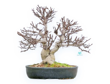 Evonimus Sielbodianus - Spindle - 54 cm