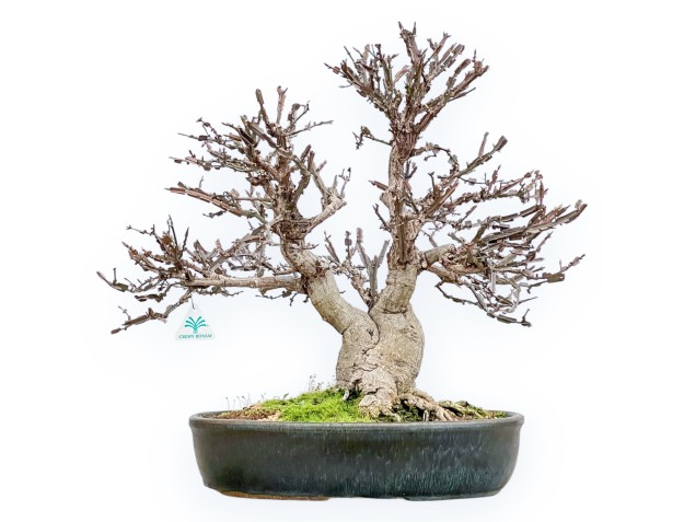 Evonimus Sielbodianus - Fusain - 54 cm