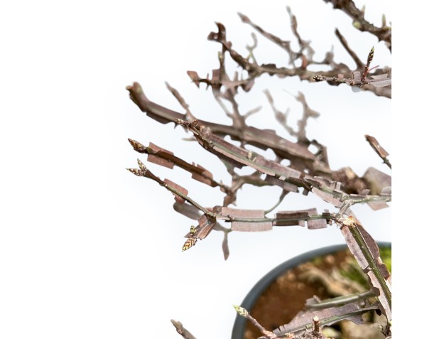 Evonimus Sielbodianus - Spindle - 54 cm 2
