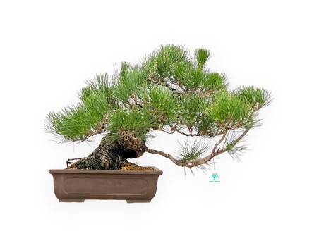 Pinus Thunbergii - Zwart Den - 47 cm