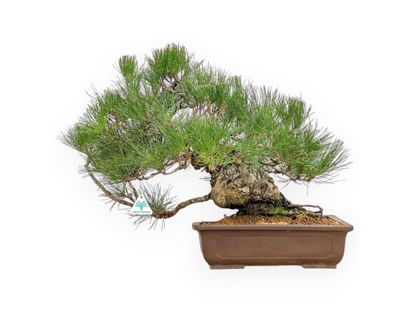 Pinus Thunbergii - Schwarz Kiefern - 47 cm