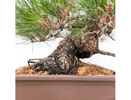 Pinus Thunbergii - Zwart Den - 47 cm