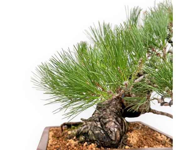 Pinus Thunbergii - Pino Nero - 47 cm 2