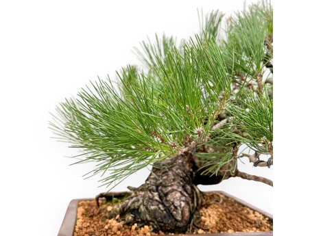 Pinus Thunbergii - Zwart Den - 47 cm