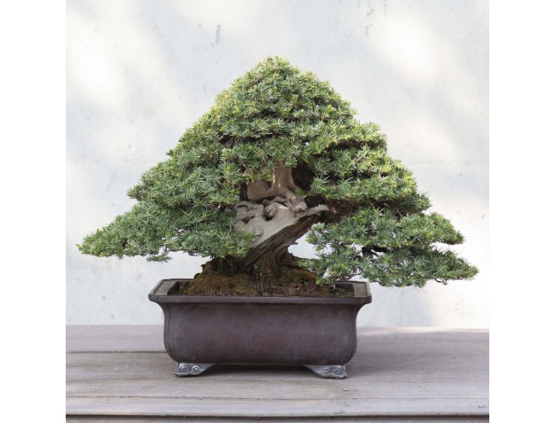 50 cm Wacholder Bonsai | Rechteckiger Topf aus Steingut