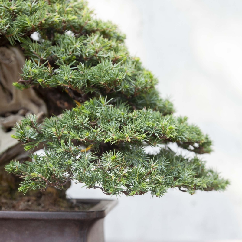 Bonsai di ginepro da 50 cm | Vaso rettangolare grès