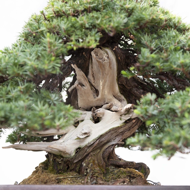 50 cm Wacholder Bonsai | Rechteckiger Topf aus Steingut