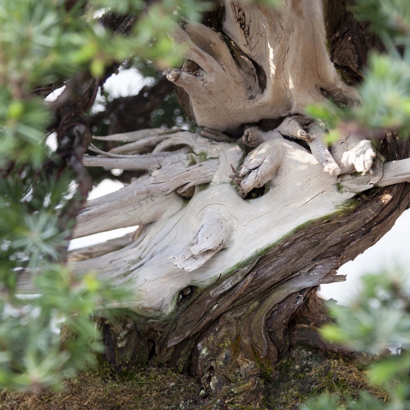 Bonsai di ginepro da 50 cm | Vaso rettangolare grès
