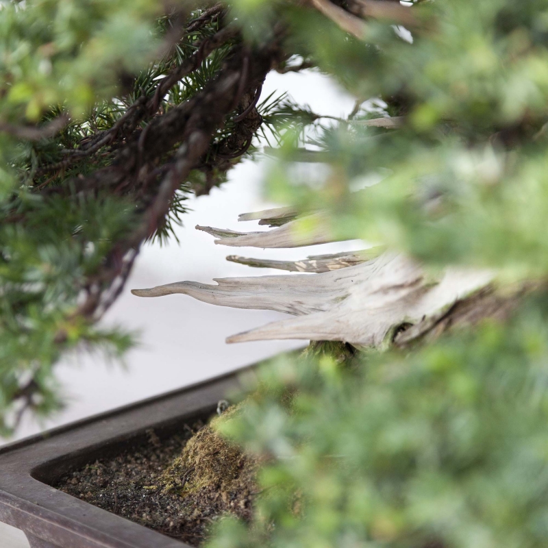 50 cm juniper bonsai | Rectangular stoneware pot